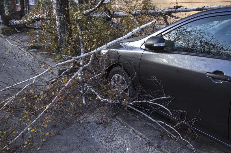 tree falls to the car